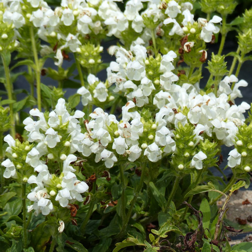 Prunella grandiflora Alba (zaad) - Brunel