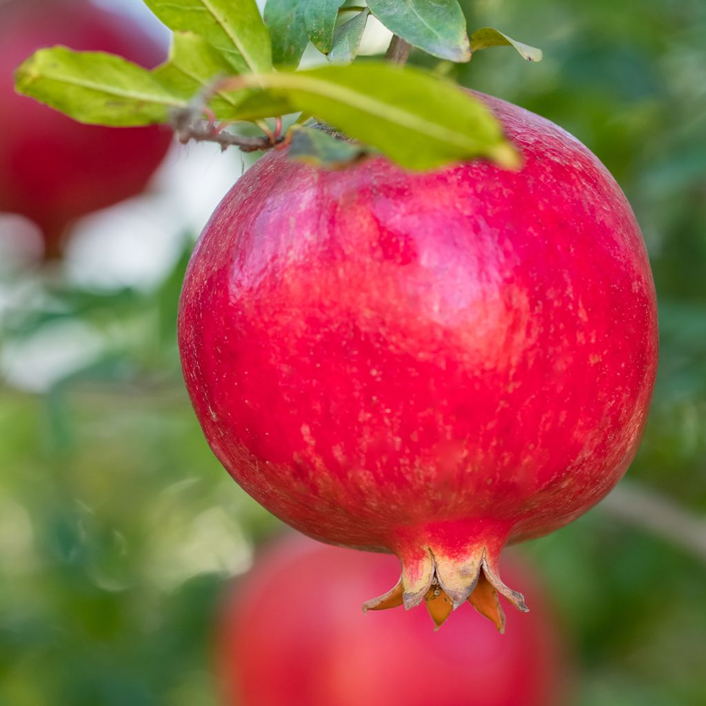 Punica granatum (zaad) - Granaatappel