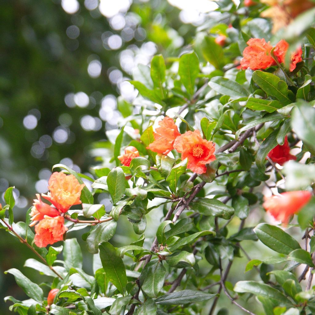 Punica granatum (zaad) - Granaatappel