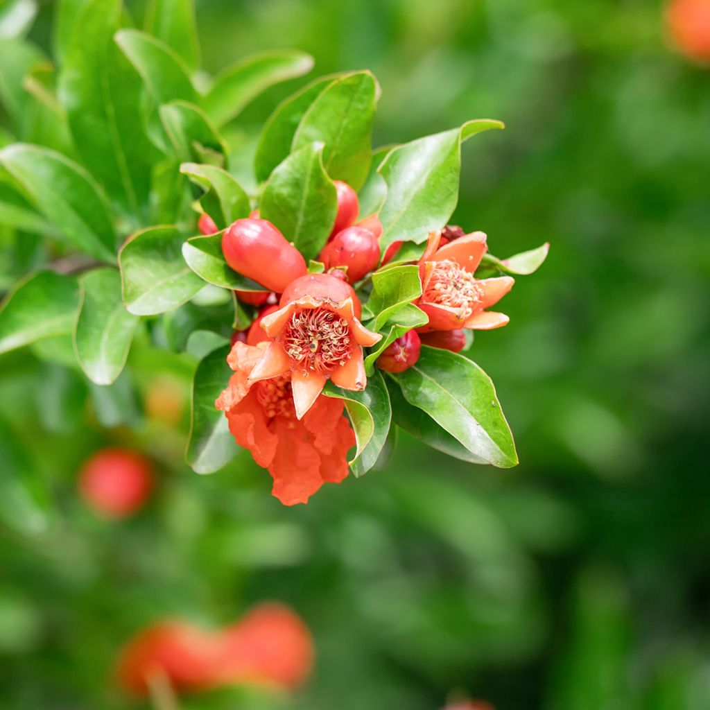 Punica granatum (zaad) - Granaatappel