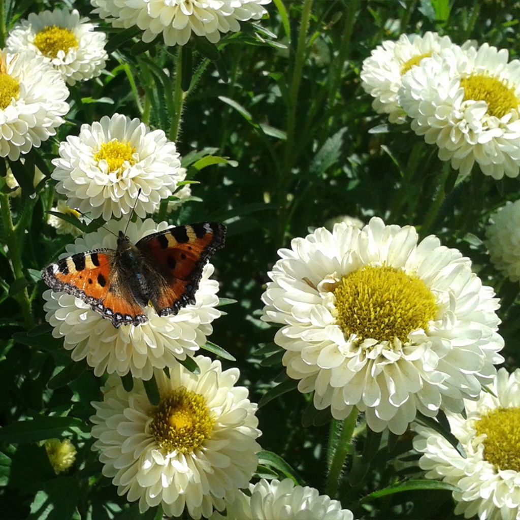 Zomeraster Matsumoto Field grown Mix biologisch (zaad) - Callistephus chinensis