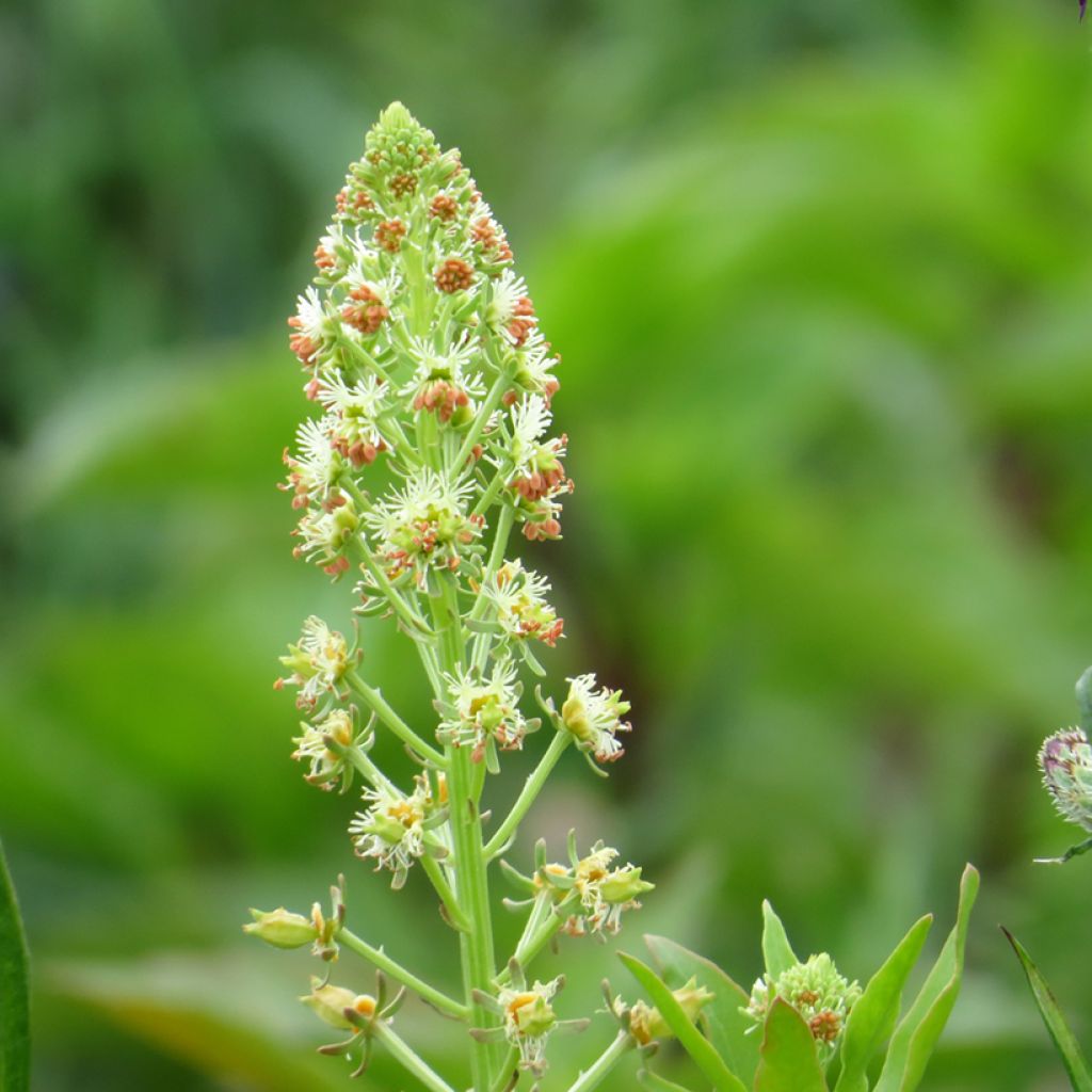 Reseda odorata Grandiflora (zaad) - Welriekende reseda