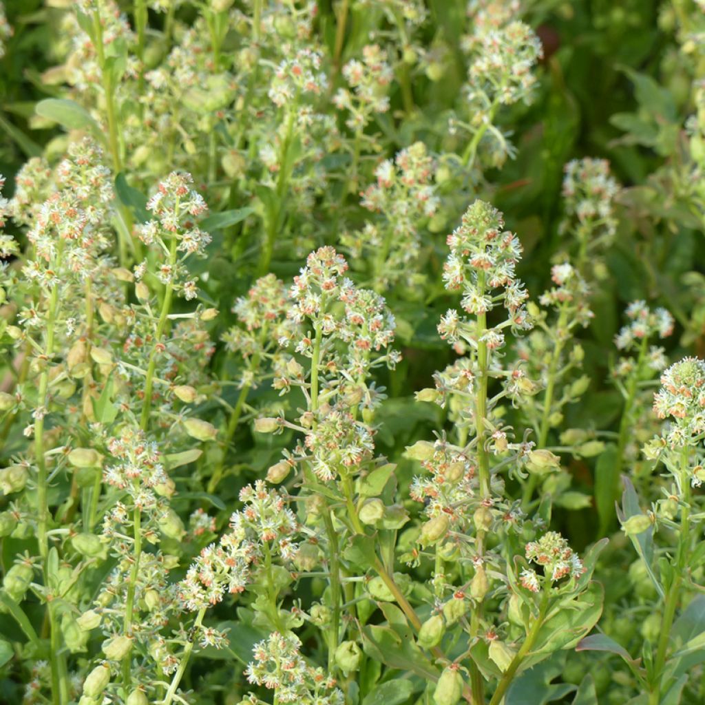Reseda odorata Grandiflora (zaad) - Welriekende reseda
