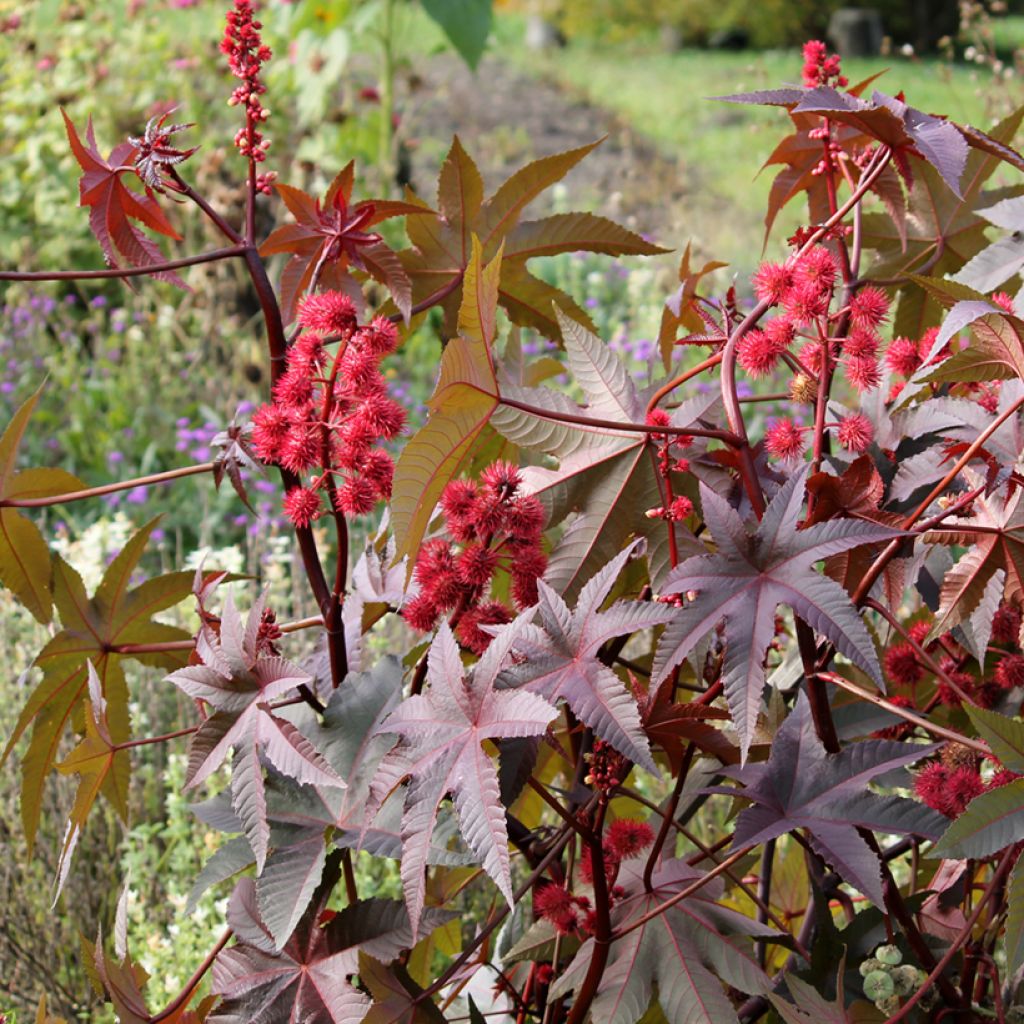 Ricinus communis Impala (zaad) - Wonderboom