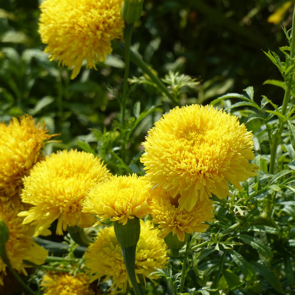 Groot afrikaantje - Tagetes erecta Fantastic Yellow (zaad)