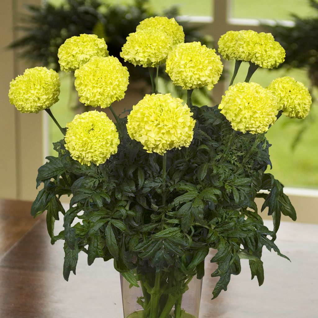 Groot afrikaantje Nosento Limegreen F1 (zaad) - Tagetes erecta