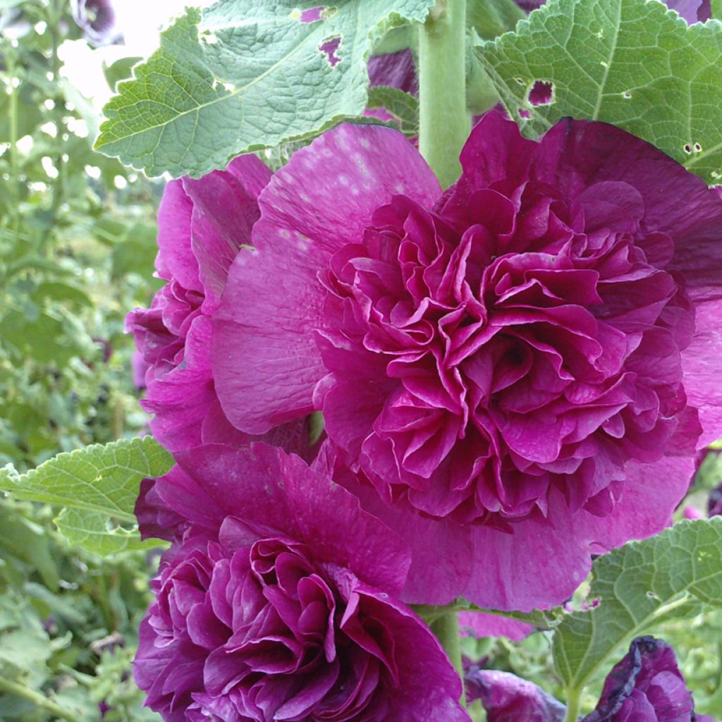 Alcea rosea Chater's Violet (zaad) - Stokroos dubbel