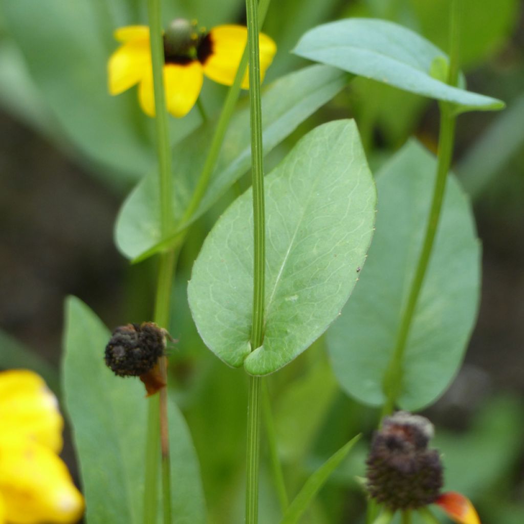 Rudbeckia amplexicaulis (zaad) - Zonnehoed