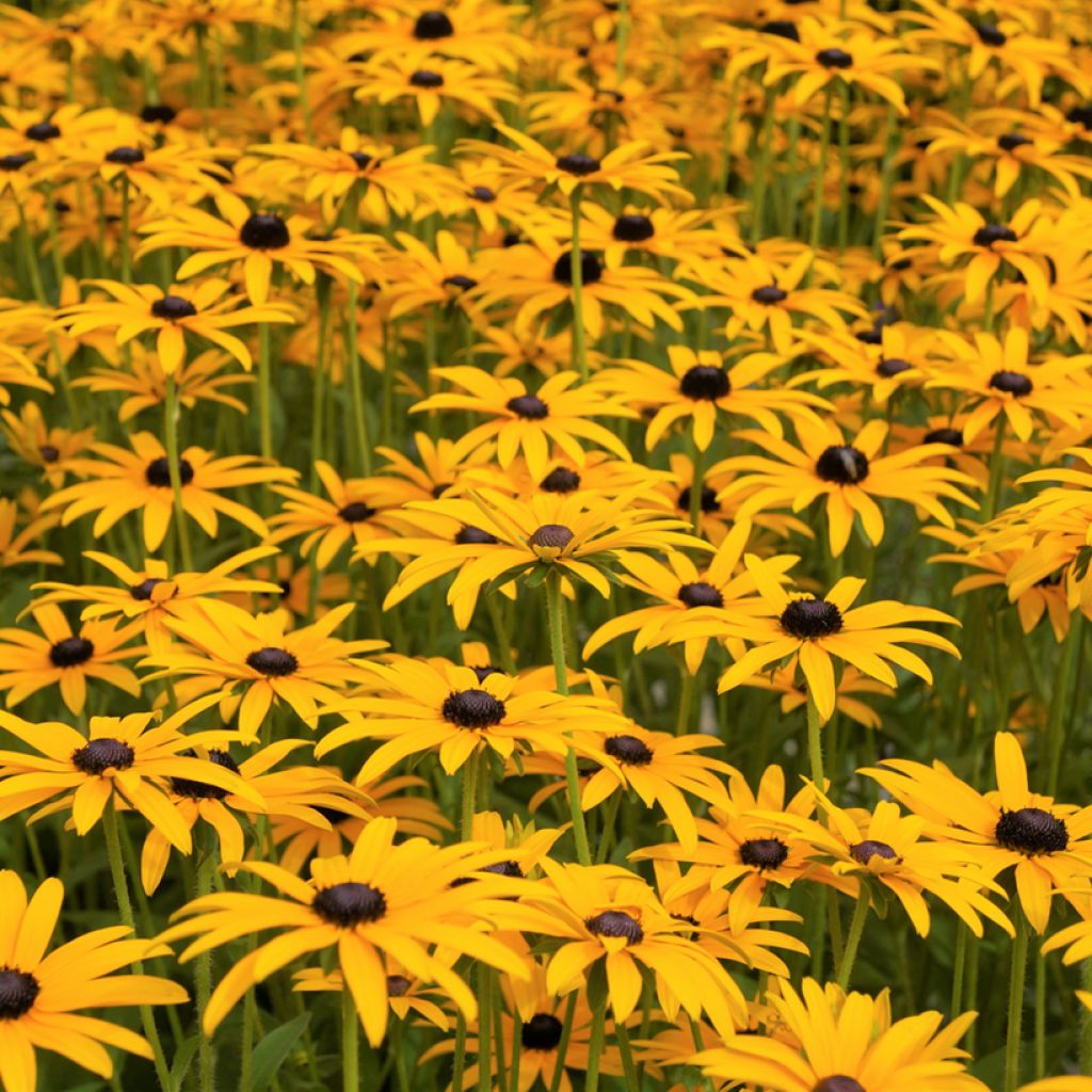 Rudbeckia fulgida var. sullivantii Goldsturm (zaad) - Zonnehoed