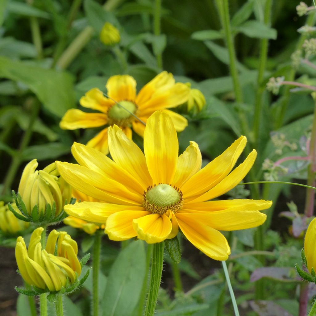 Rudbeckia hirta Prairie Sun (zaad) - Zonnehoed