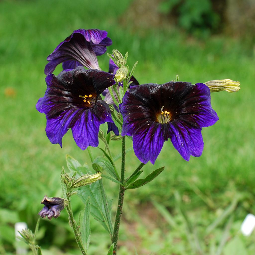 Salpiglossis sinuata Kew Blue (zaad)