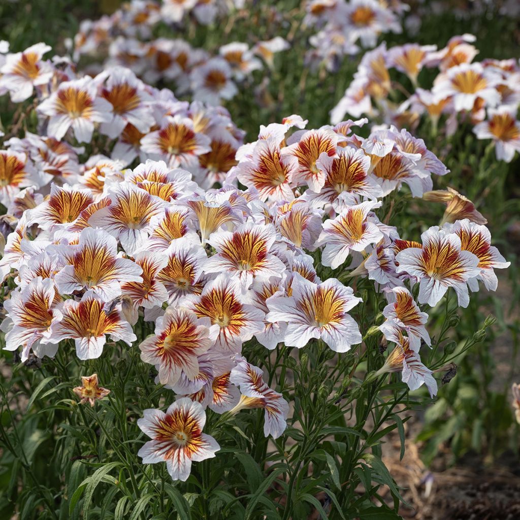 Salpiglossis sinuata Tora Cream (zaad)