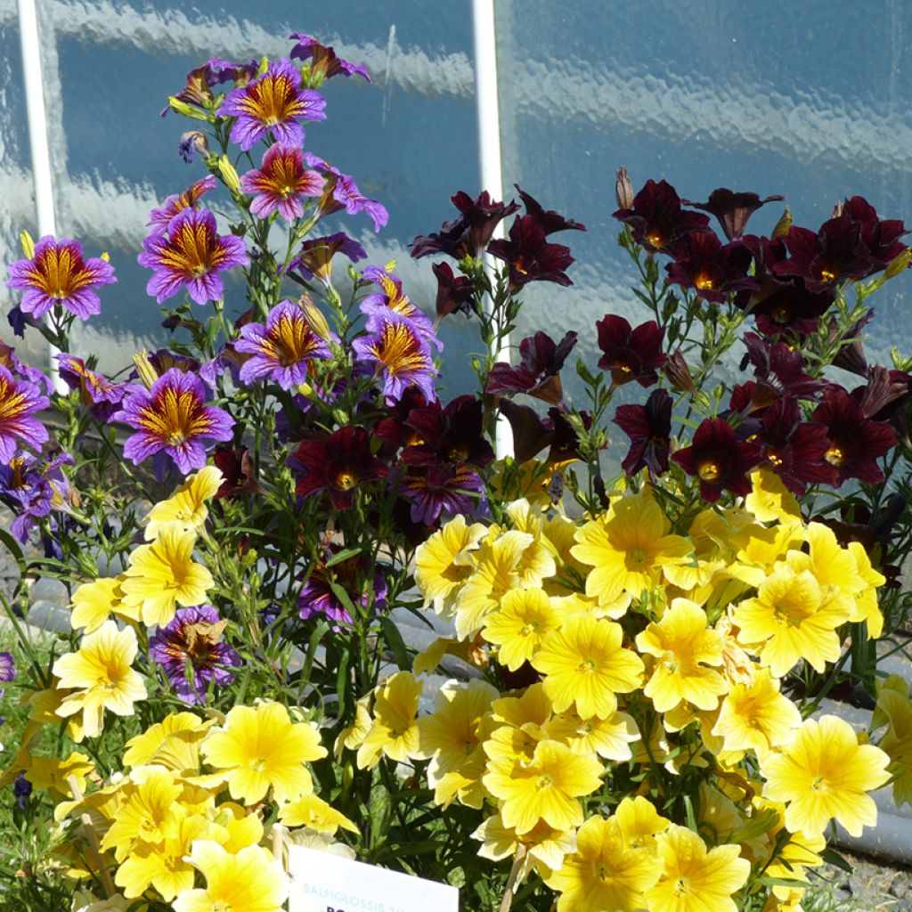 Salpiglossis sinuata Royale F1 Mix (zaad)