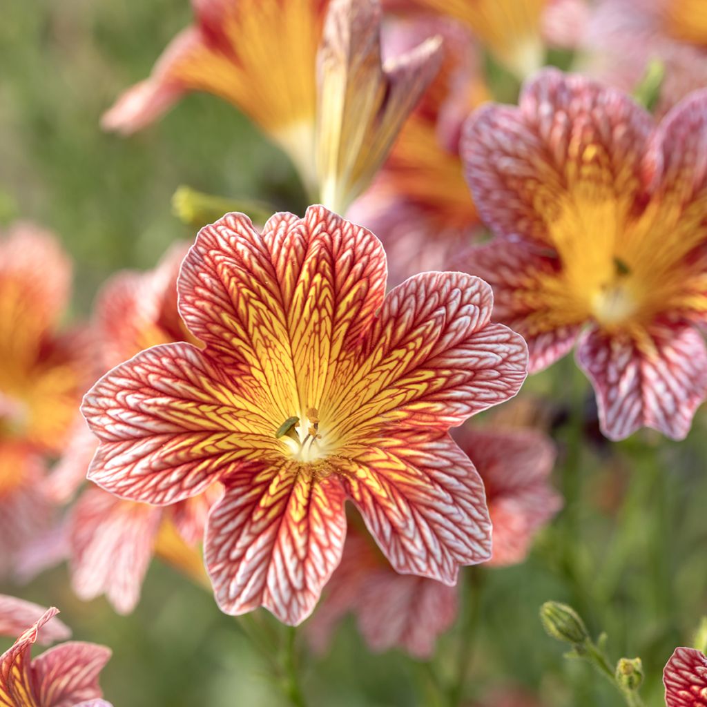 Salpiglossis sinuata Tora Rood (zaad)