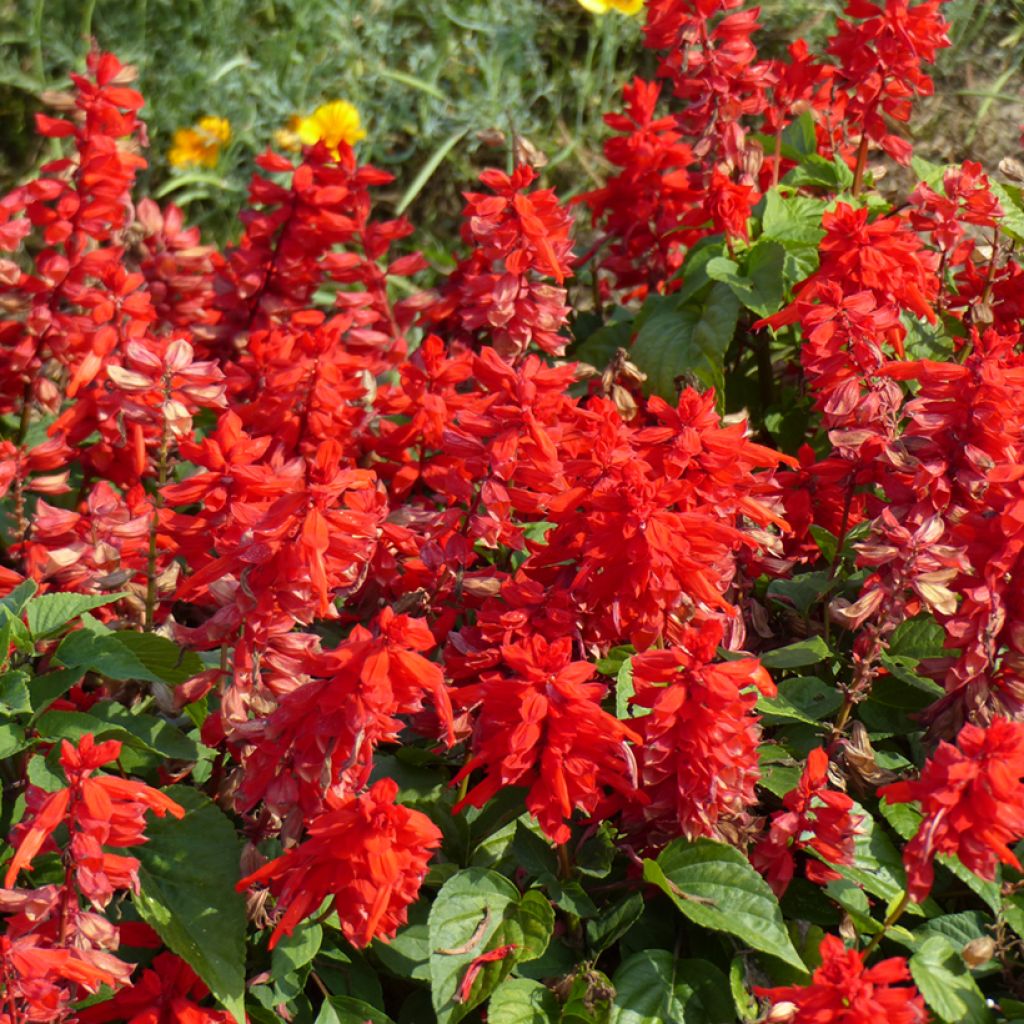 Salvia splendens Blaze Of Fire - Vuursalie (zaad)