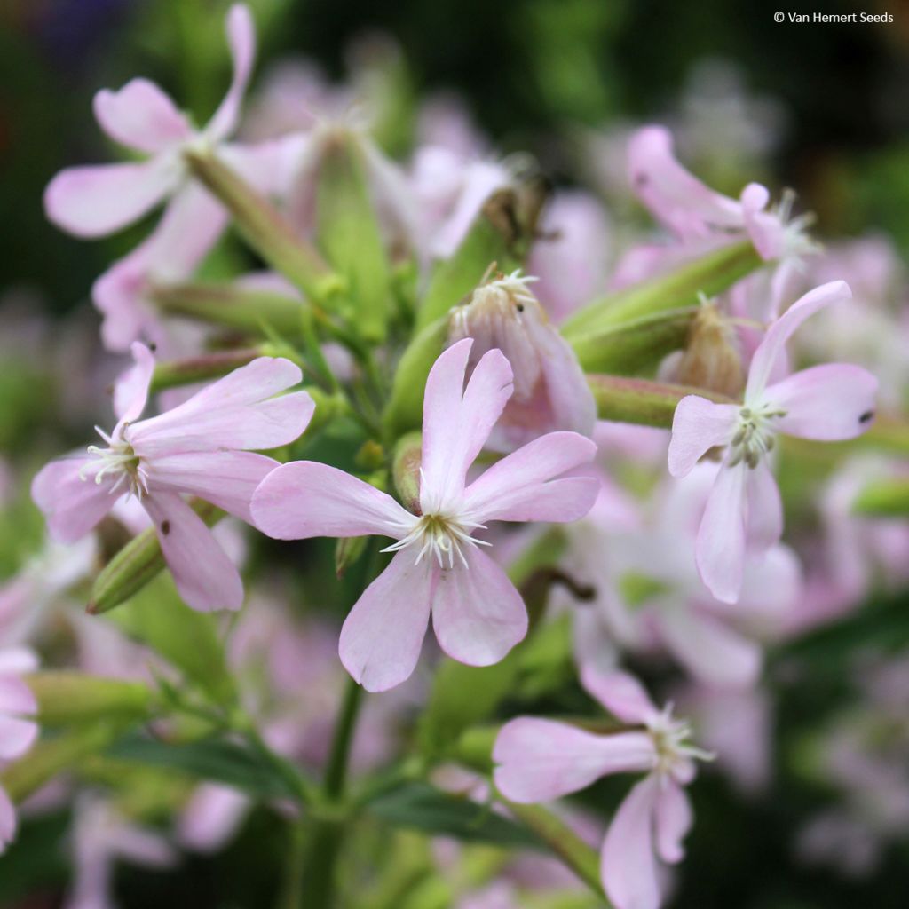 Saponaria ocymoides (zaad) - Zeepkruid