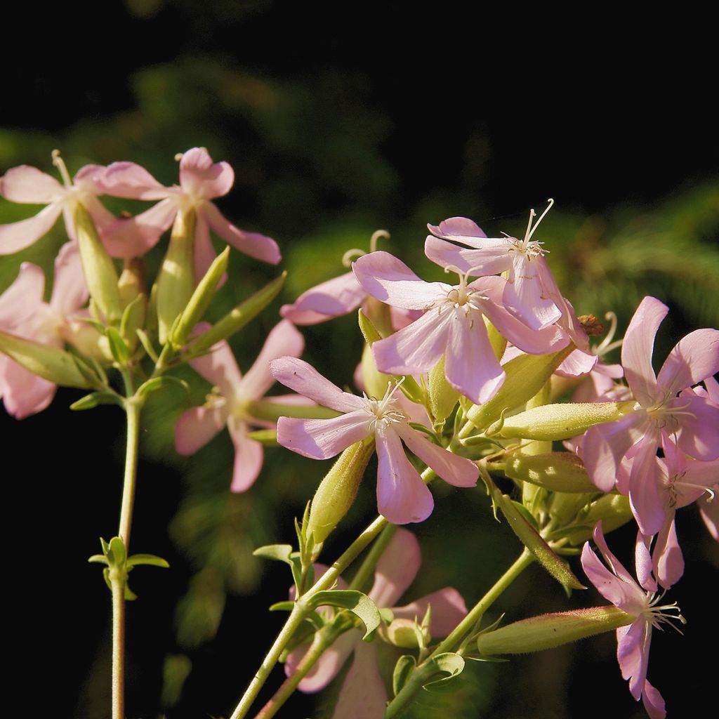 Saponaria officinalis Graciella Pink (zaad) - Zeepkruid