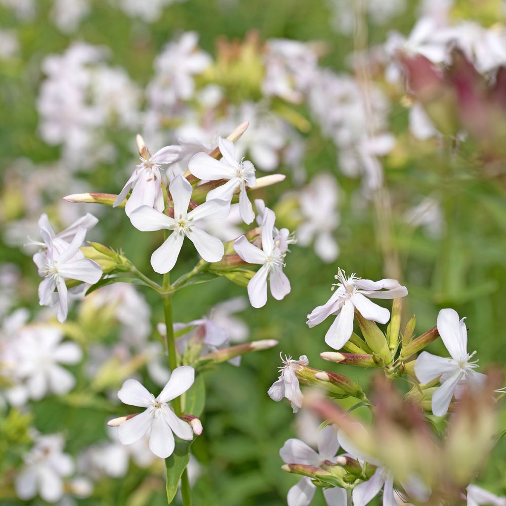 Saponaria officinalis Graciella Wit (zaad) - Zeepkruid