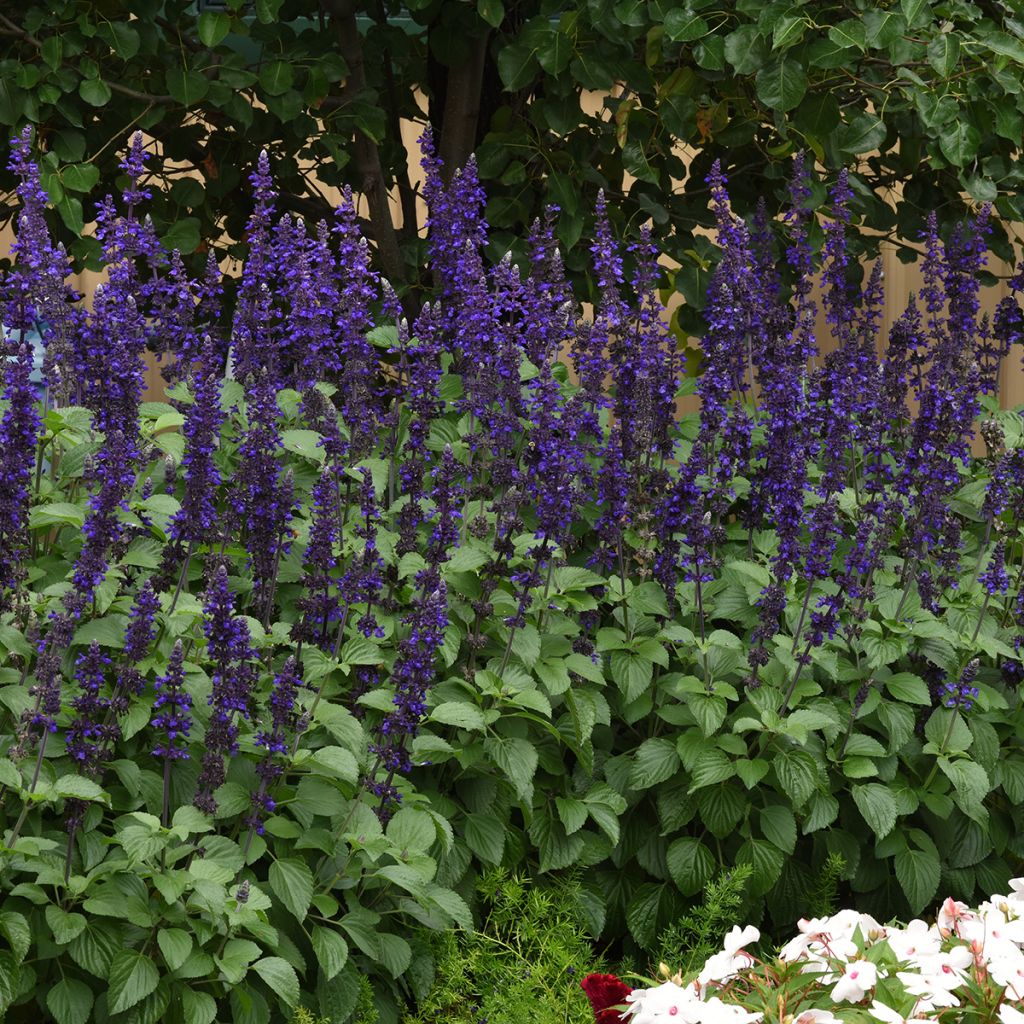 Salvia Big Blue (zaad) - Meelsalie