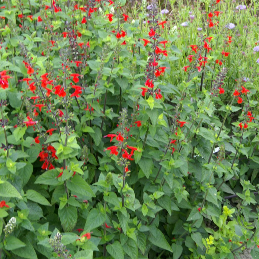 Salvia coccinea - Texas salie (zaad)
