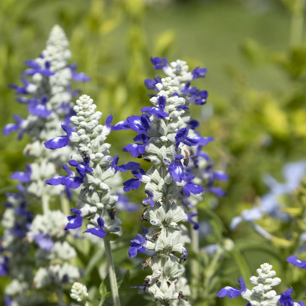 Salvia farinacea Strata Blue and White - Meelsalie