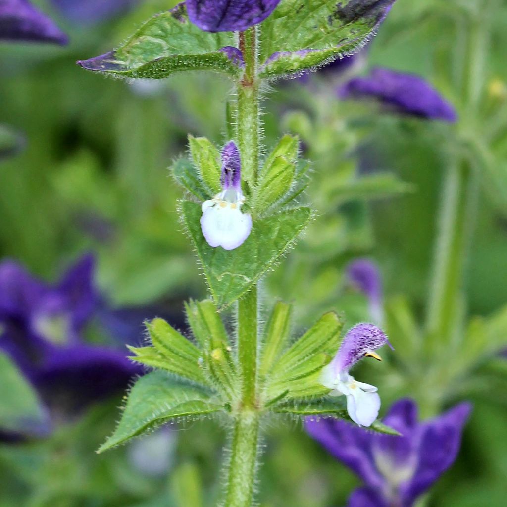 Salvia viridis Blue Monday - Bonte salie (zaad)