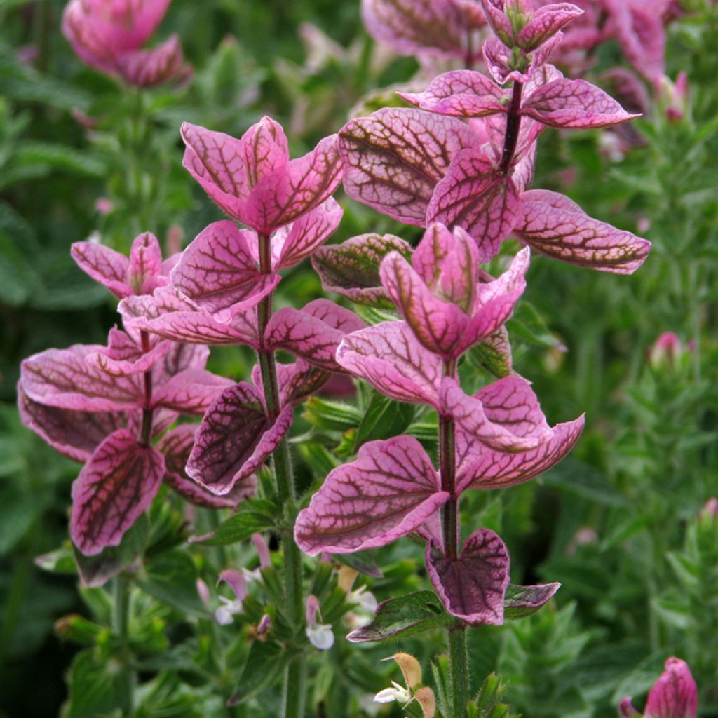 Salvia viridis Pink Sundae - Bonte salie (zaad)