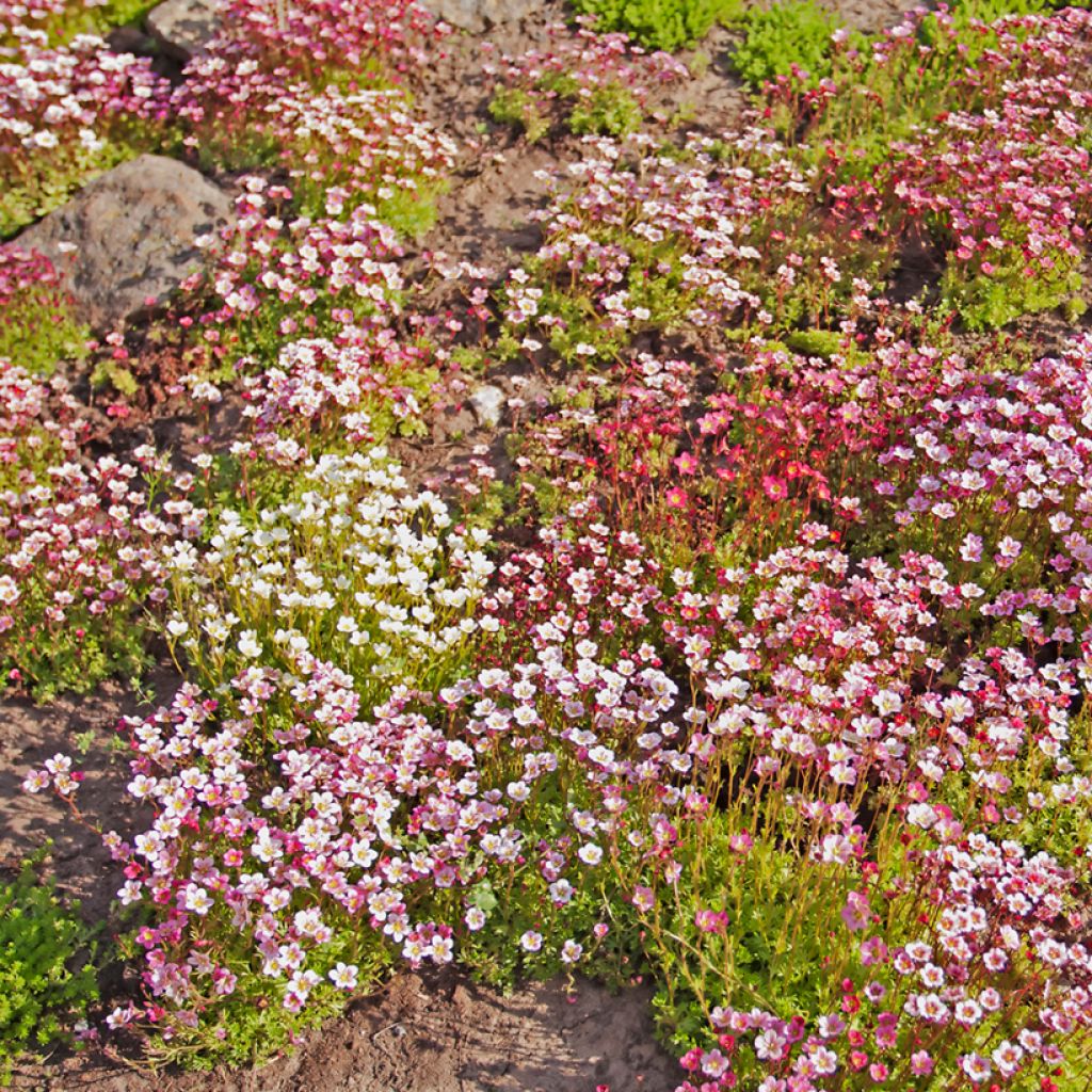 Saxifraga arendsii Rockery Hybrids Mix (zaad) - Steenbreek