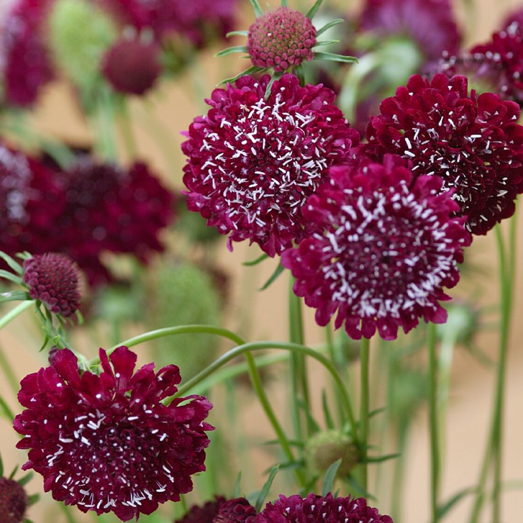 Scabiosa atropurpurea Fire King (zaad) - Duifkruid