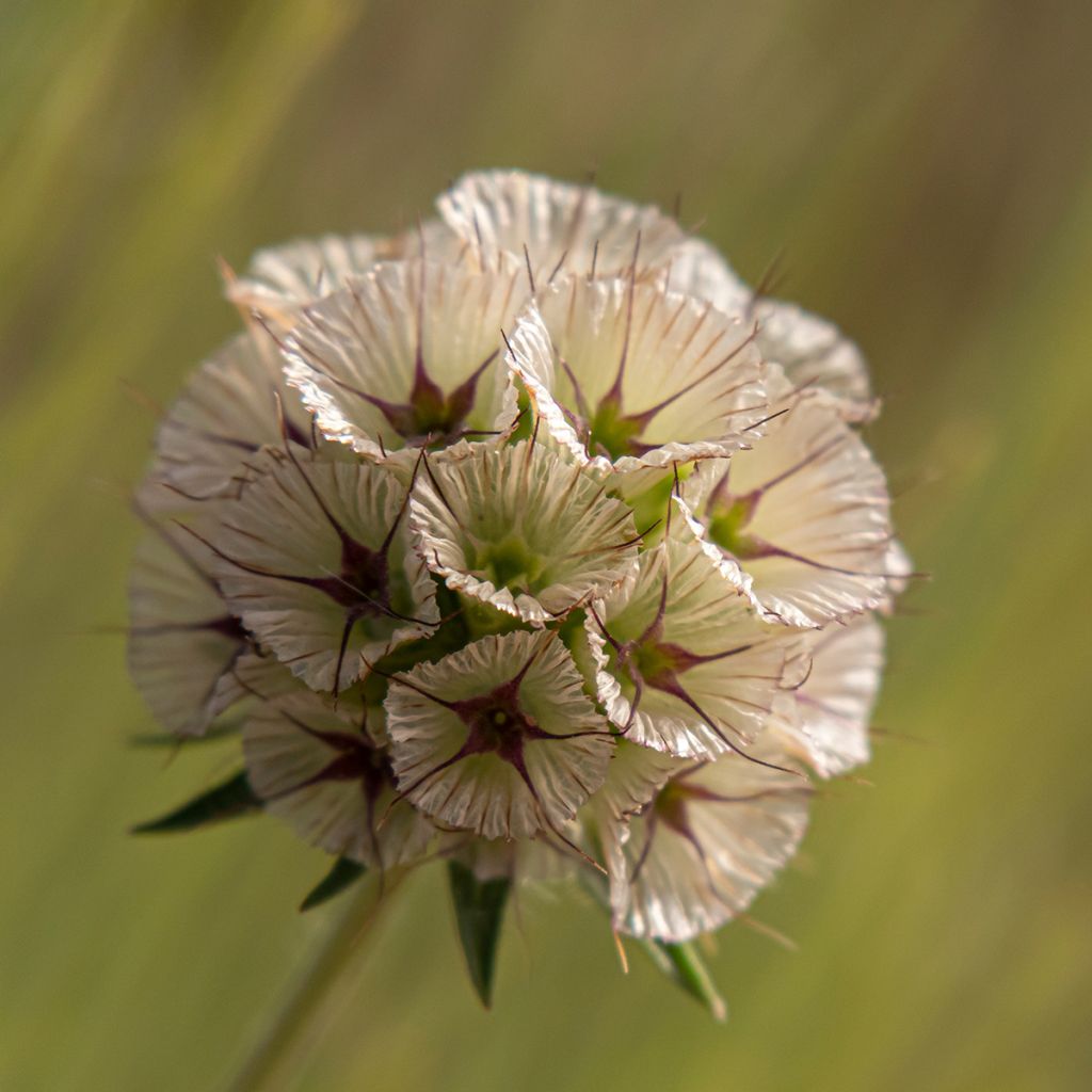 Lomelosia stellata (zaad) - Scabiose