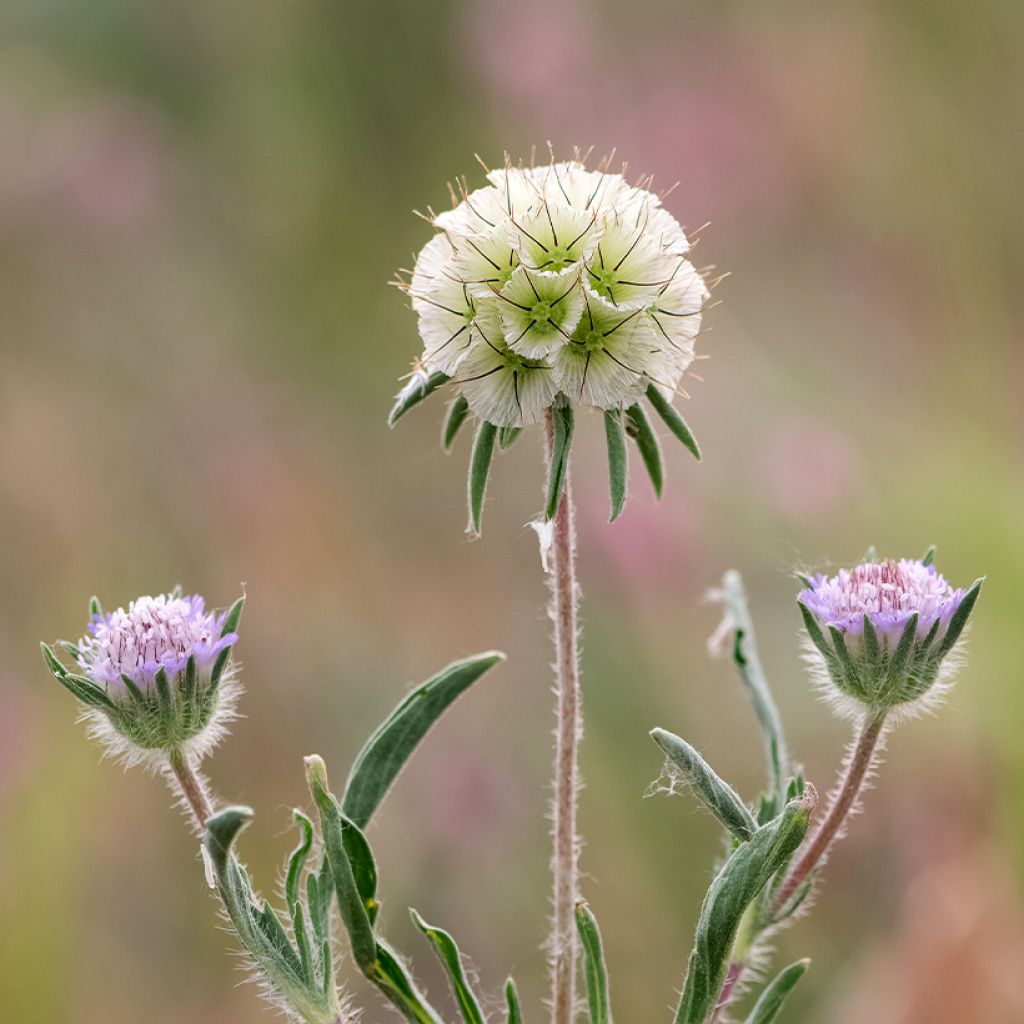 Lomelosia stellata (zaad) - Scabiose