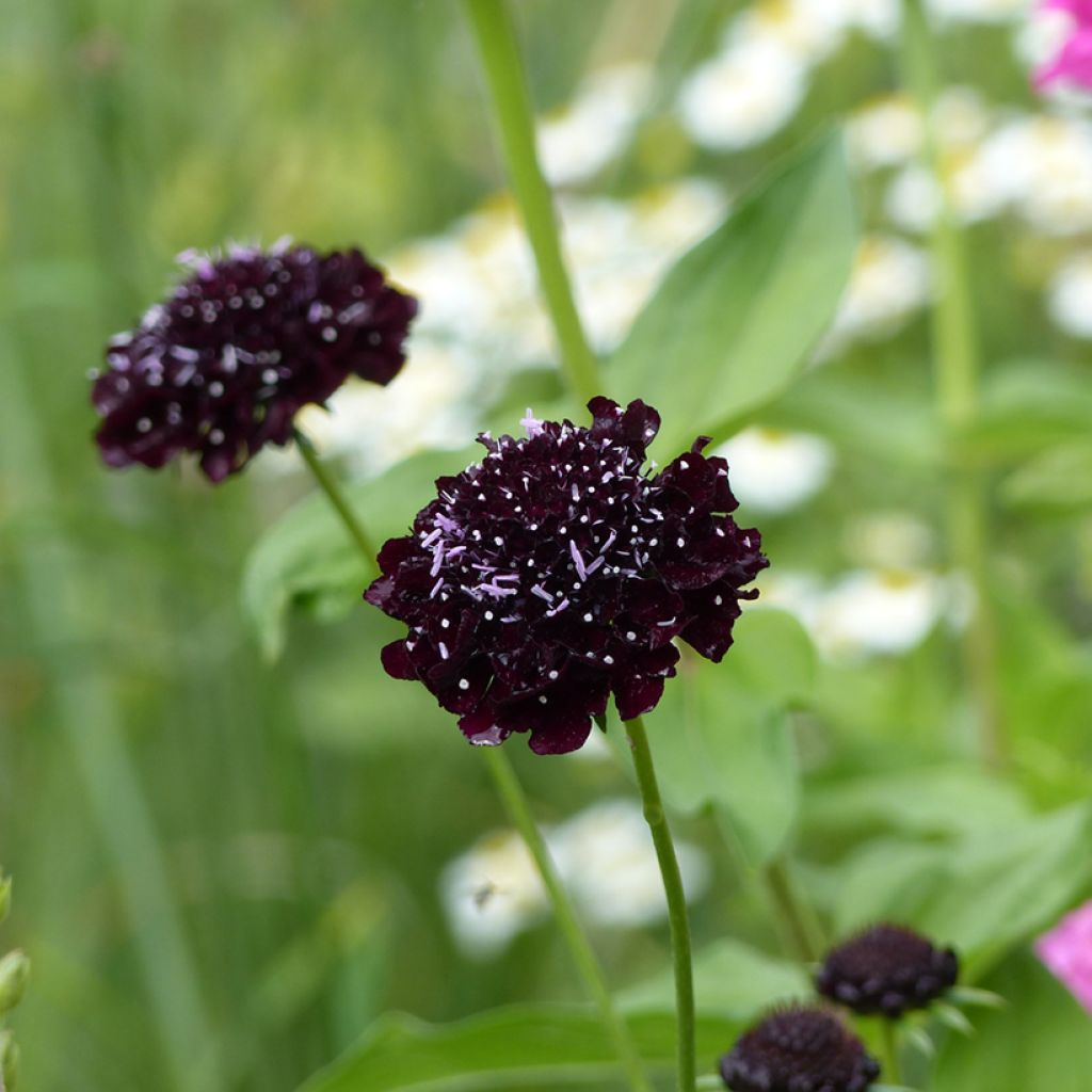 Scabiosa atropurpurea Black Knight (zaad) - Duifkruid