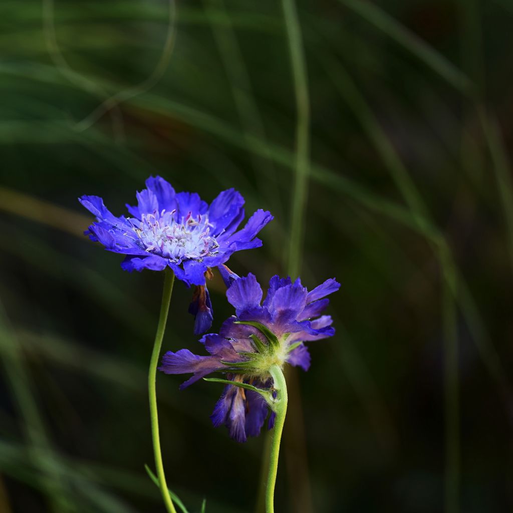 Scabiosa caucasica Fama Deep Blue (zaad) - Kaukasisch duifkruid