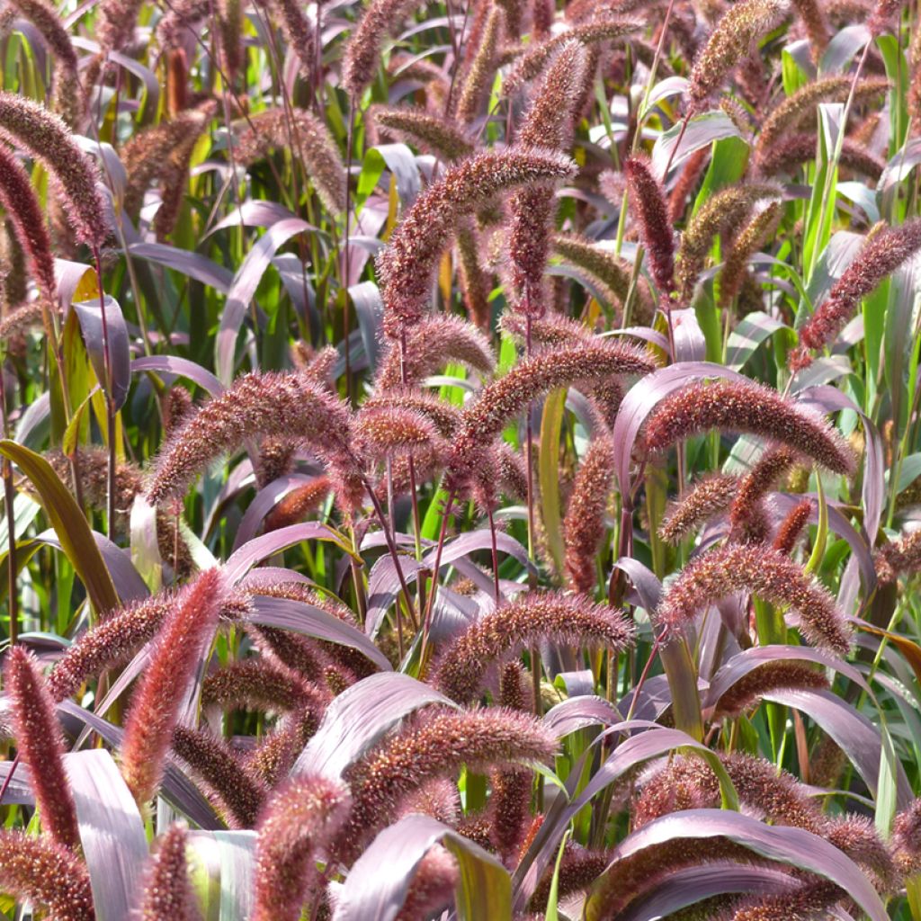 Setaria italica Red Jewel biologisch (zaad)