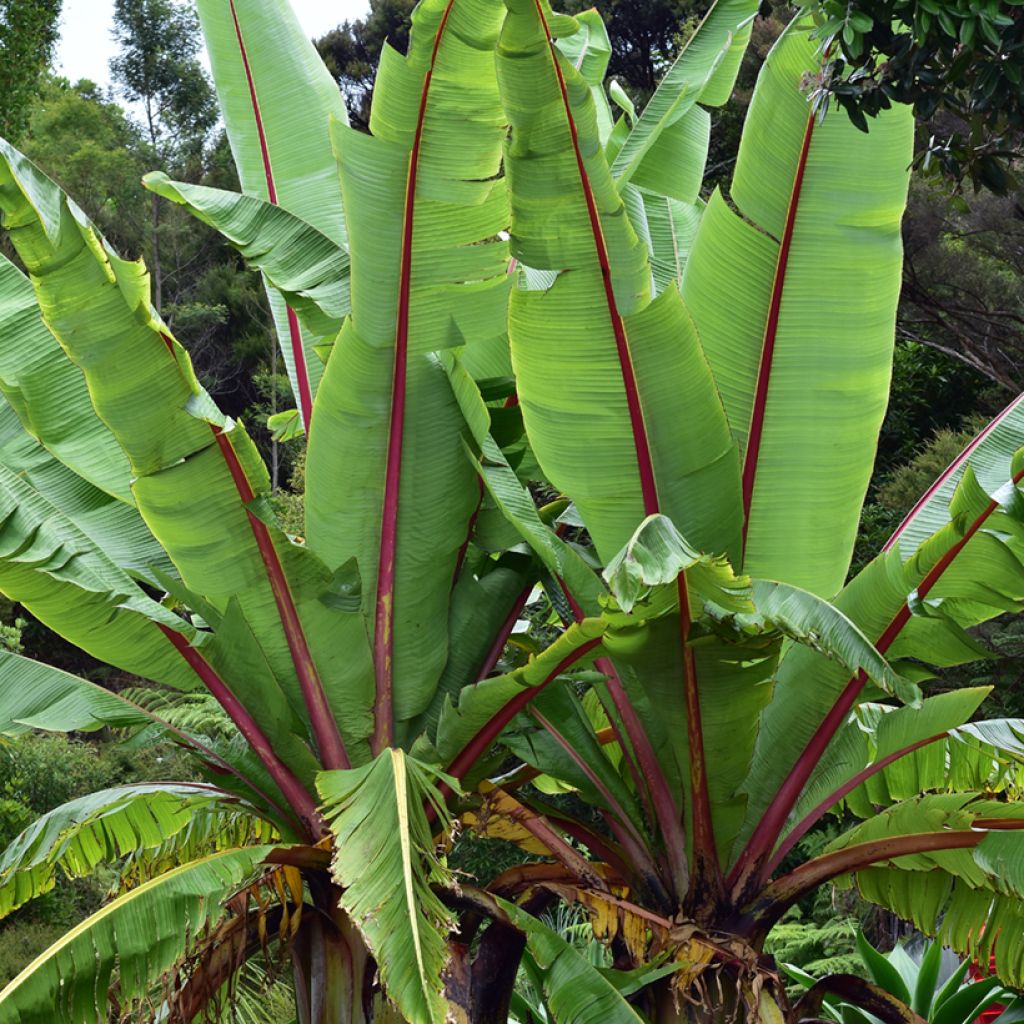 Ensete glaucum Snow Banana (zaad) - Sneeuwbanaan