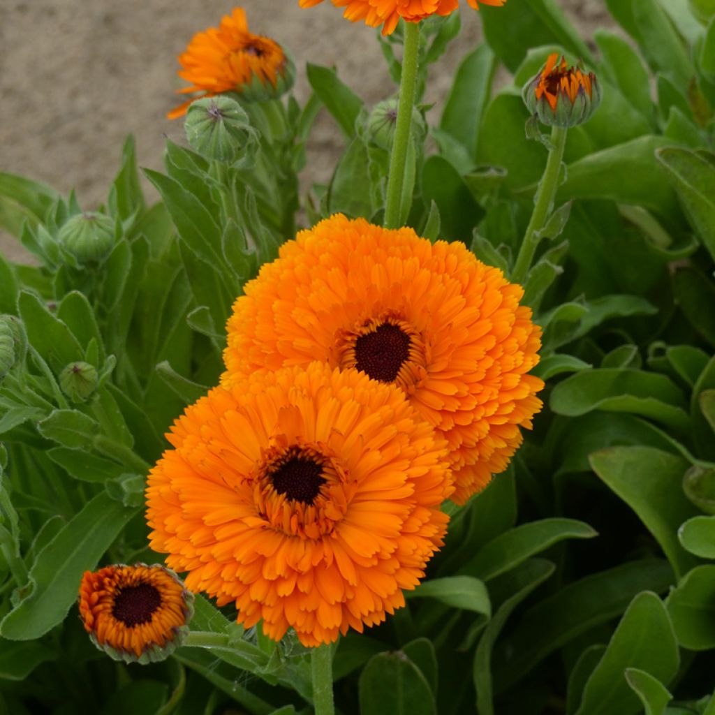 Calendula officinalis Corniche d'Or (zaad) biologisch - Goudsbloem