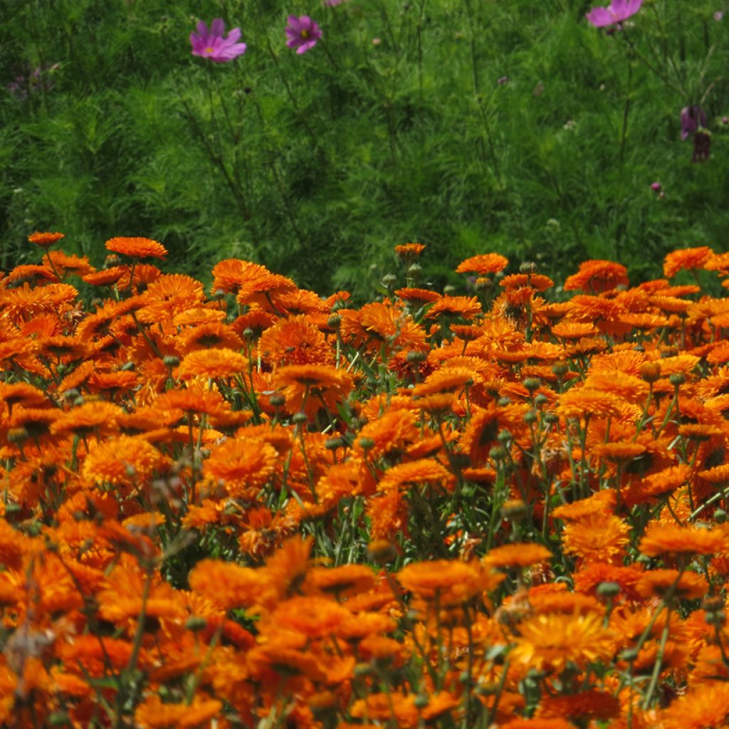Calendula officinalis Corniche d'Or (zaad) biologisch - Goudsbloem