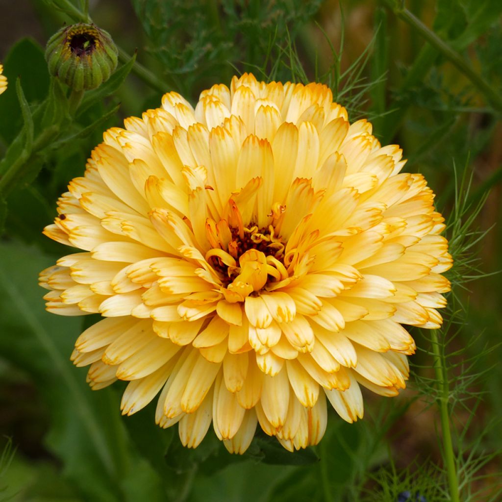 Calendula officinalis Pacific Beauty Apricot (zaad) - Goudsbloem