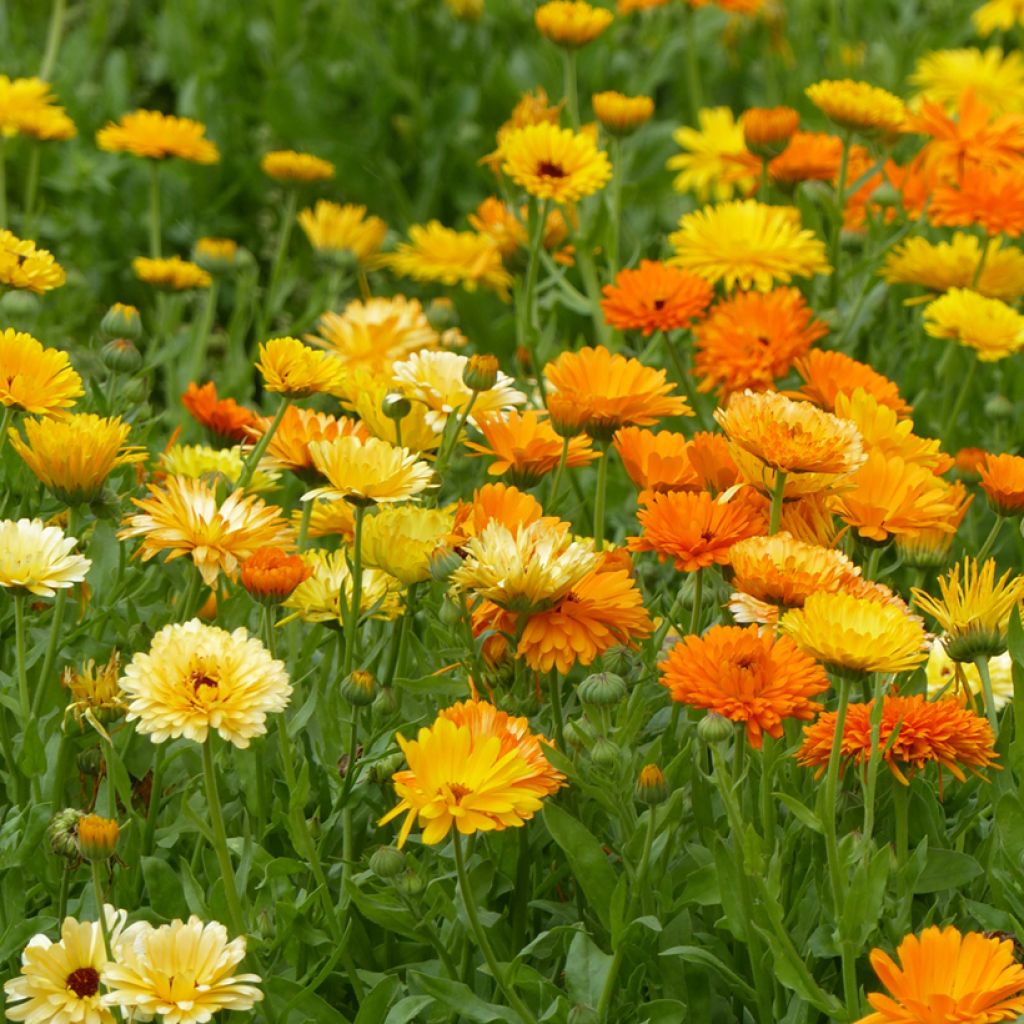 Calendula officinalis Pacific Beauty Mix (zaad) - Goudsbloem