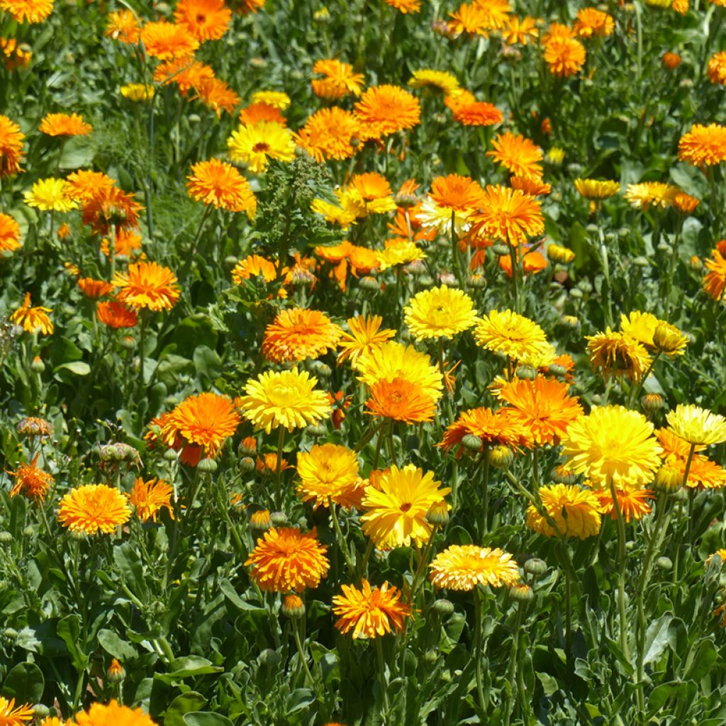 Calendula officinalis Pacific Beauty Mix (zaad) - Goudsbloem