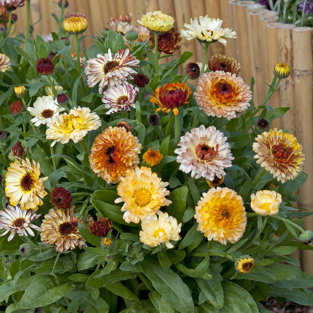 Calendula officinalis Playtime Mix biologisch (zaad) - Goudsbloem