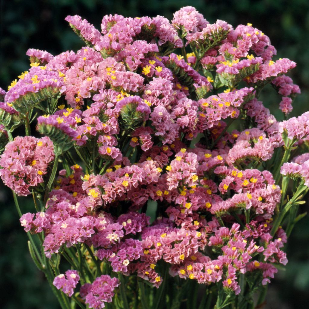Limonium sinuatum Forever Happy (zaad) - Statice
