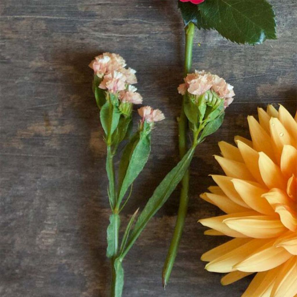 Limonium sinuatum QIS Apricot (zaad) - Statice