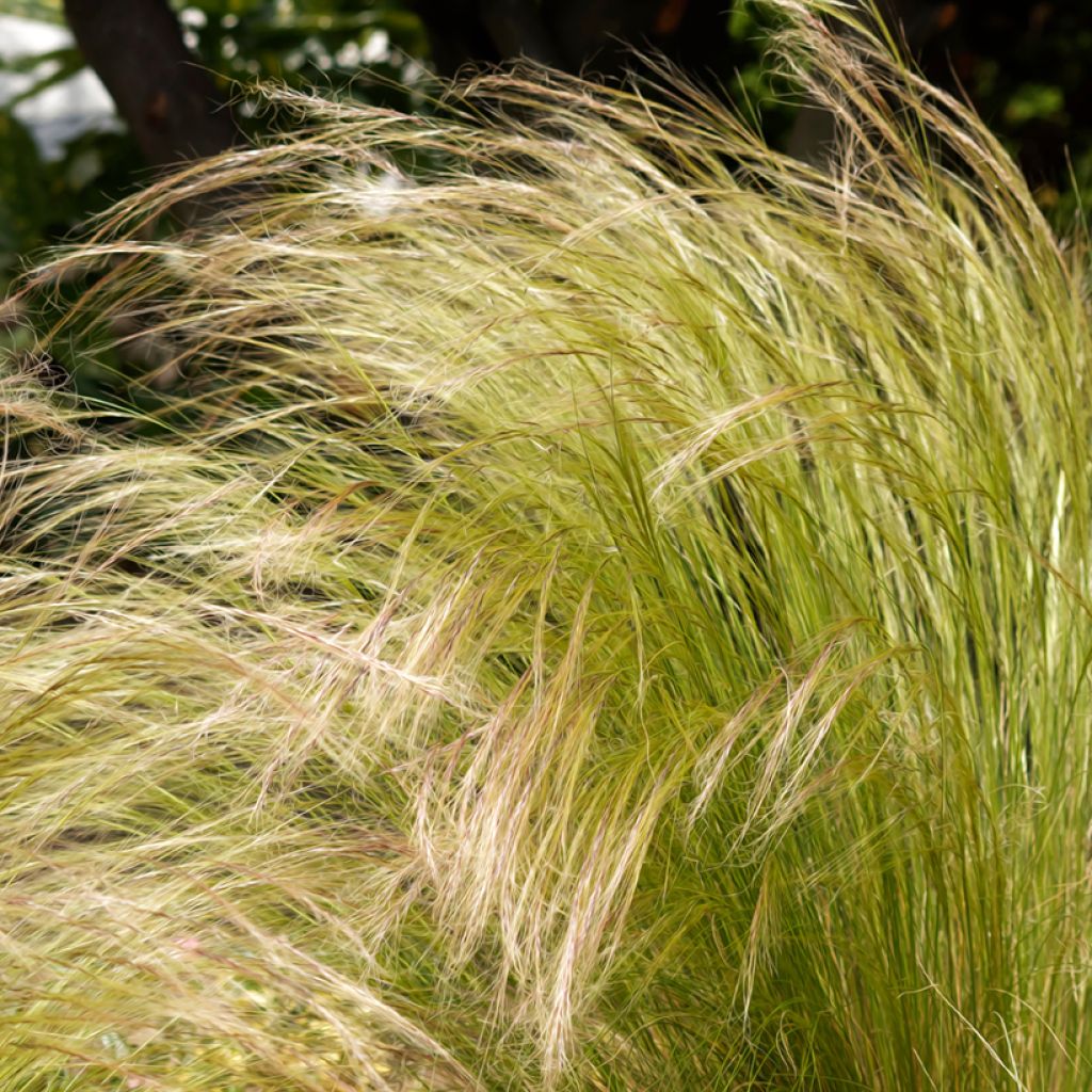 Stipa tenuissima Pony Tails (zaad) - Vedergras