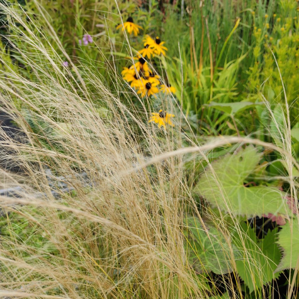 Stipa tenuissima Pony Tails (zaad) - Vedergras