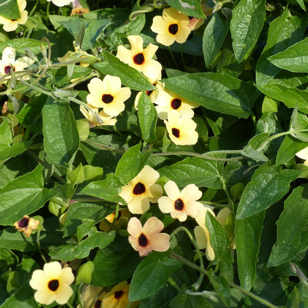 Thunbergia alata Peach Eye (zaad) - Suzanne-met-de-mooie-ogen
