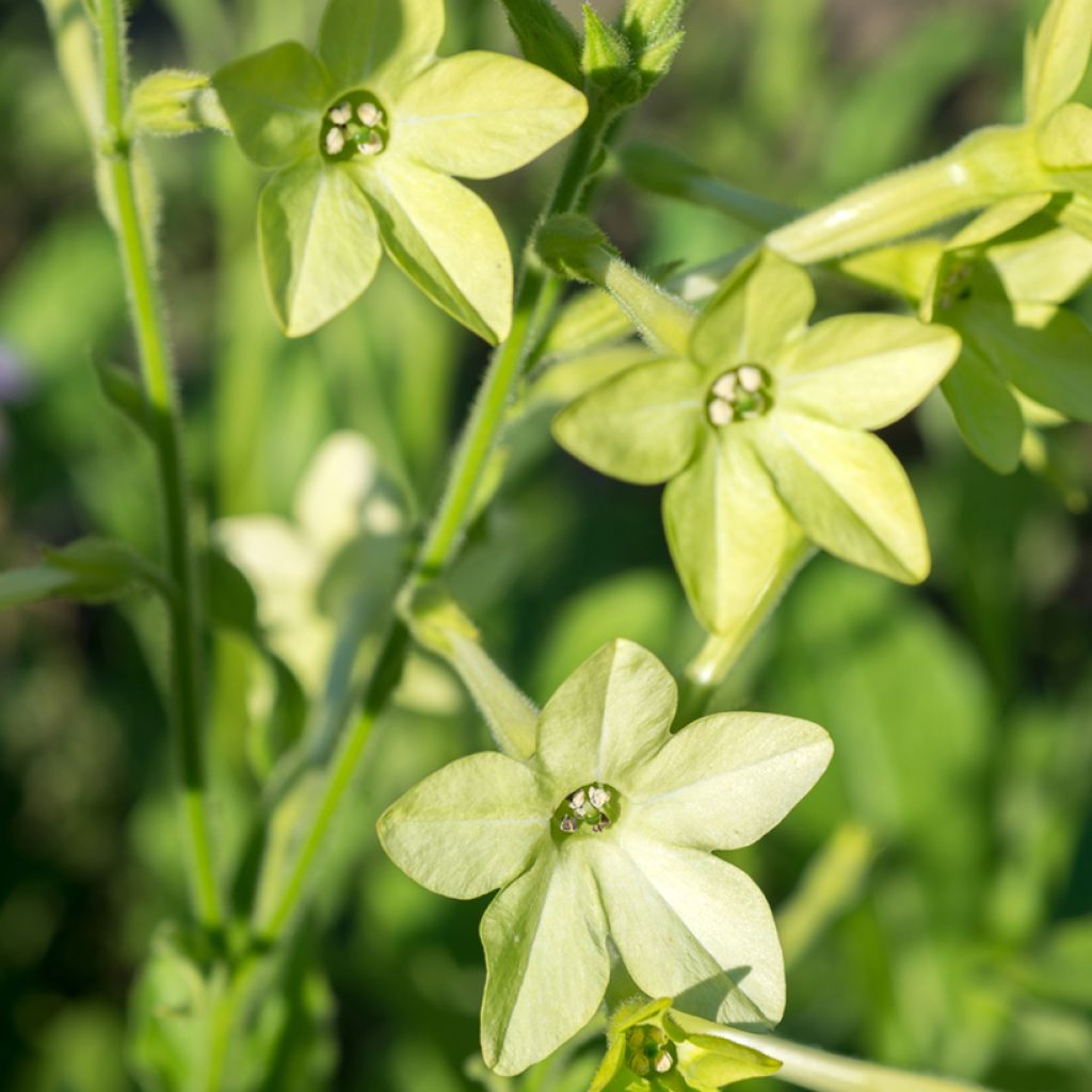 Nicotiana alata Mojito (zaad) - Siertabak