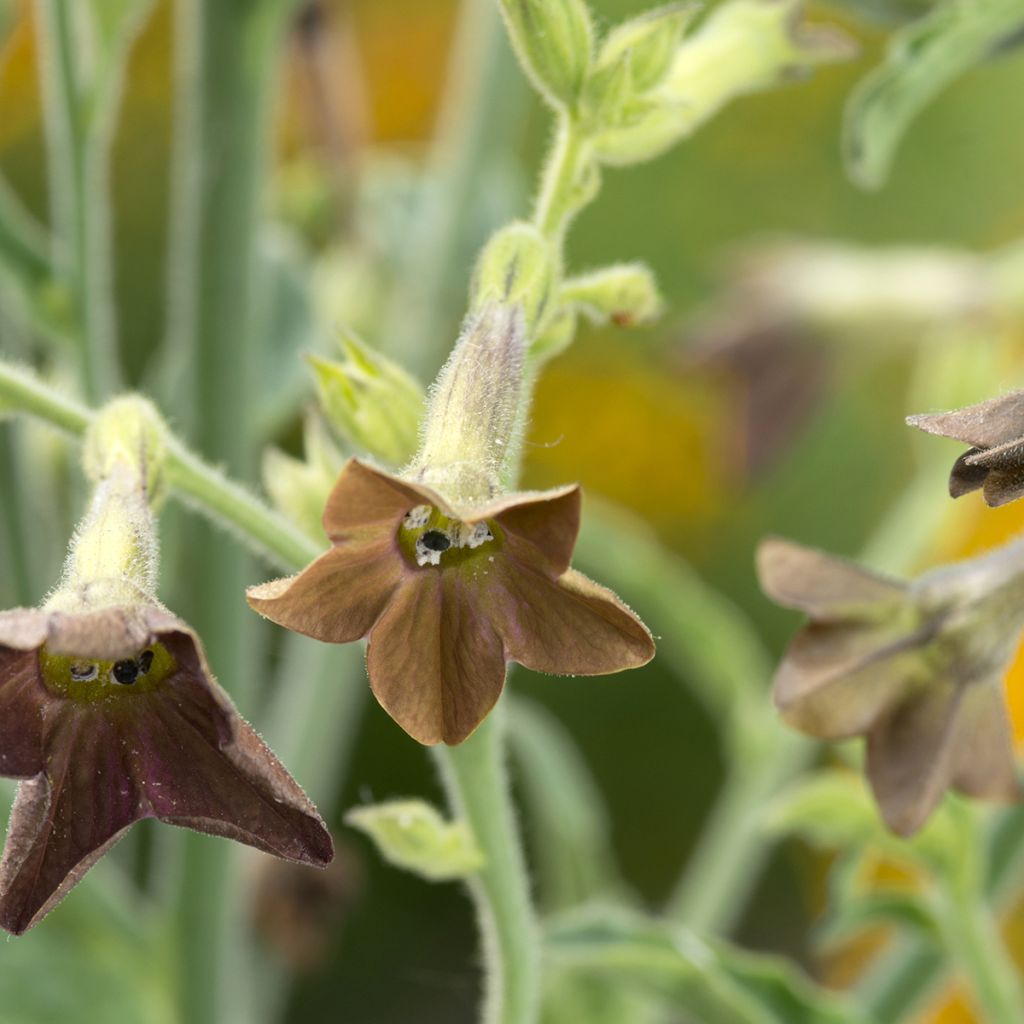 Nicotiana langsdorffii Bronze Queen (zaad) - Siertabak