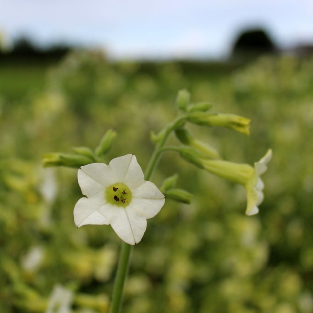 Nicotiana hybrida Starlight Dancer (zaad) - Siertabak