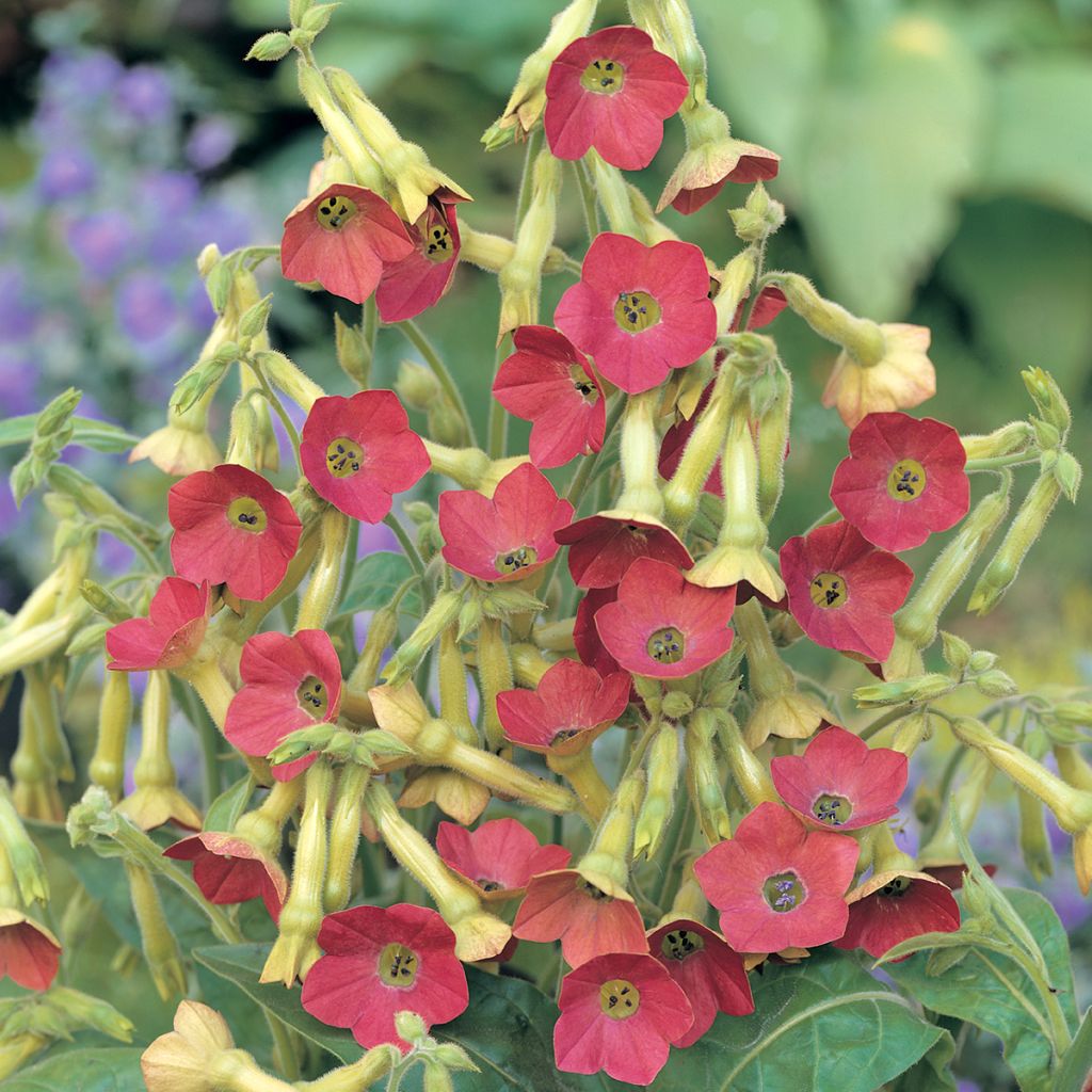 Nicotiana alata Tinkerbell (zaad) - Siertabak